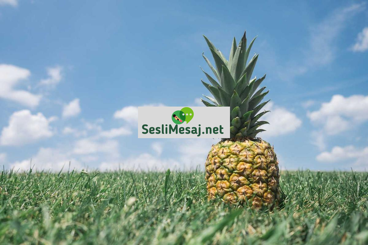 Kar Chat: Kış Mevsiminin İletişim Dinamikleri