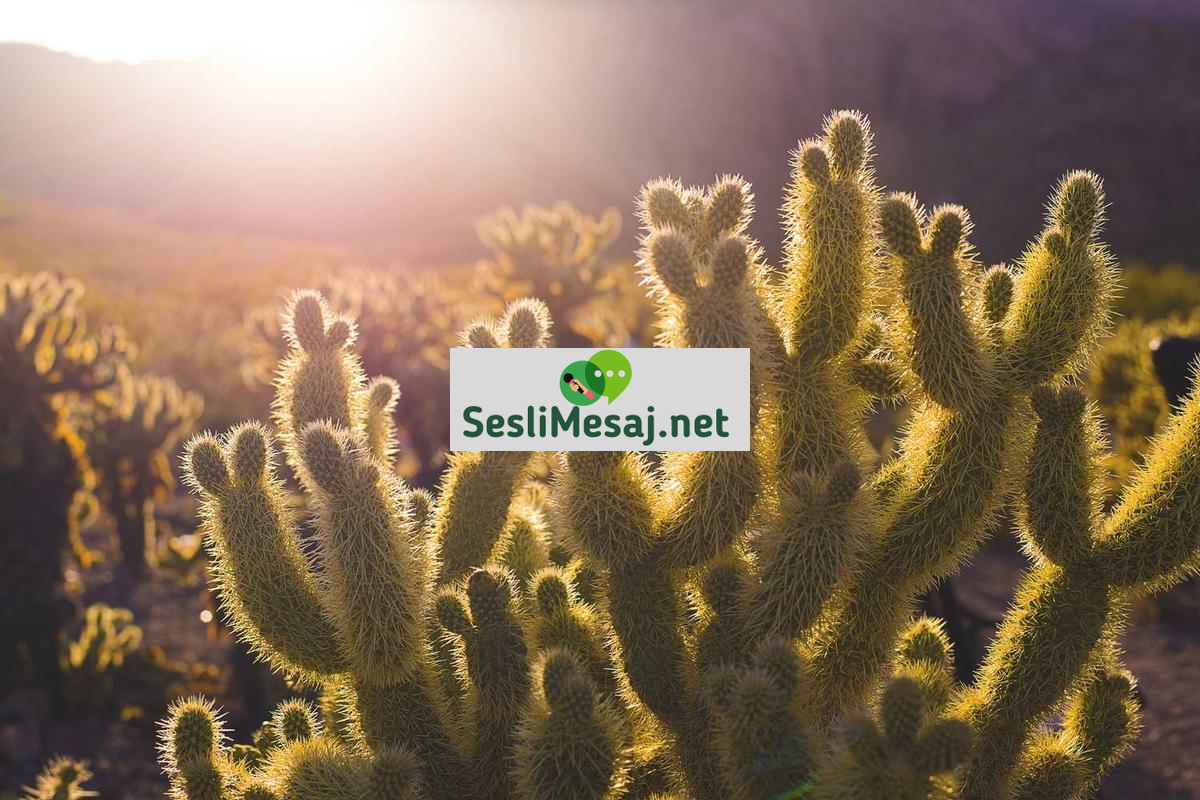 Kariyer Gelişiminde Networking Sohbeti: Bağlantıları Kullanma