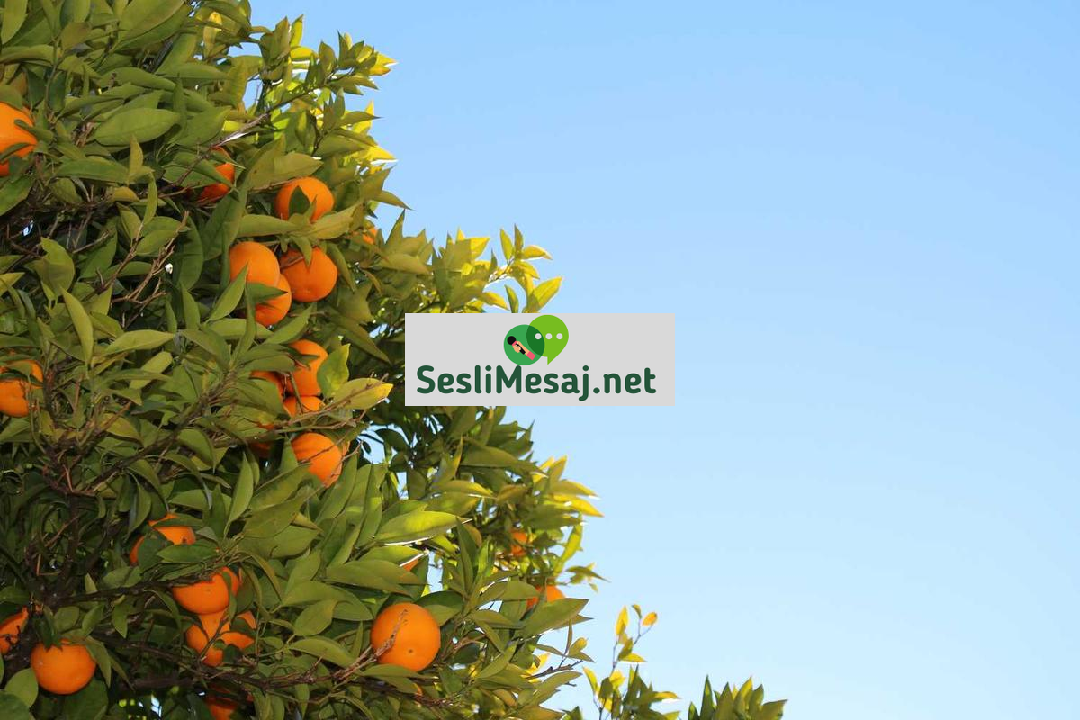 Kişisel Gelişimde Başarı İçin Alışkanlıklar Sohbeti: Rutin