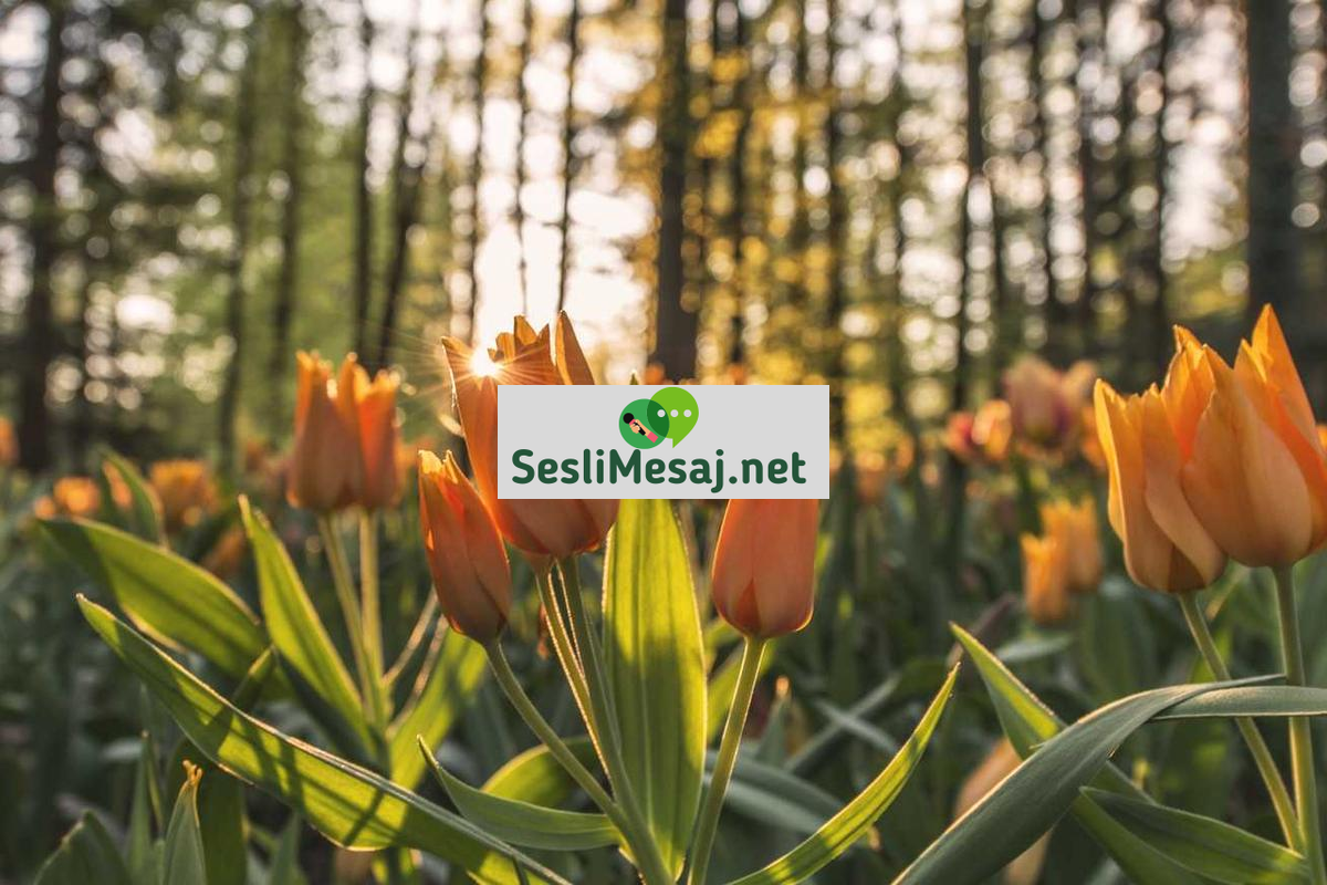 Kişisel Gelişimde Eylem Planı Sohbeti: Uygulama ve Sonuç