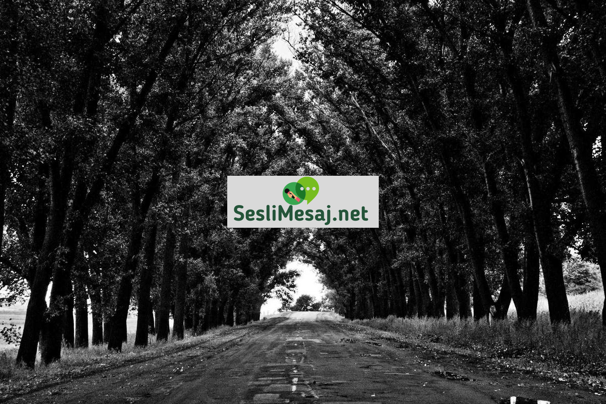 Konser Sohbet: Müzik Konserleri ve Performanslar