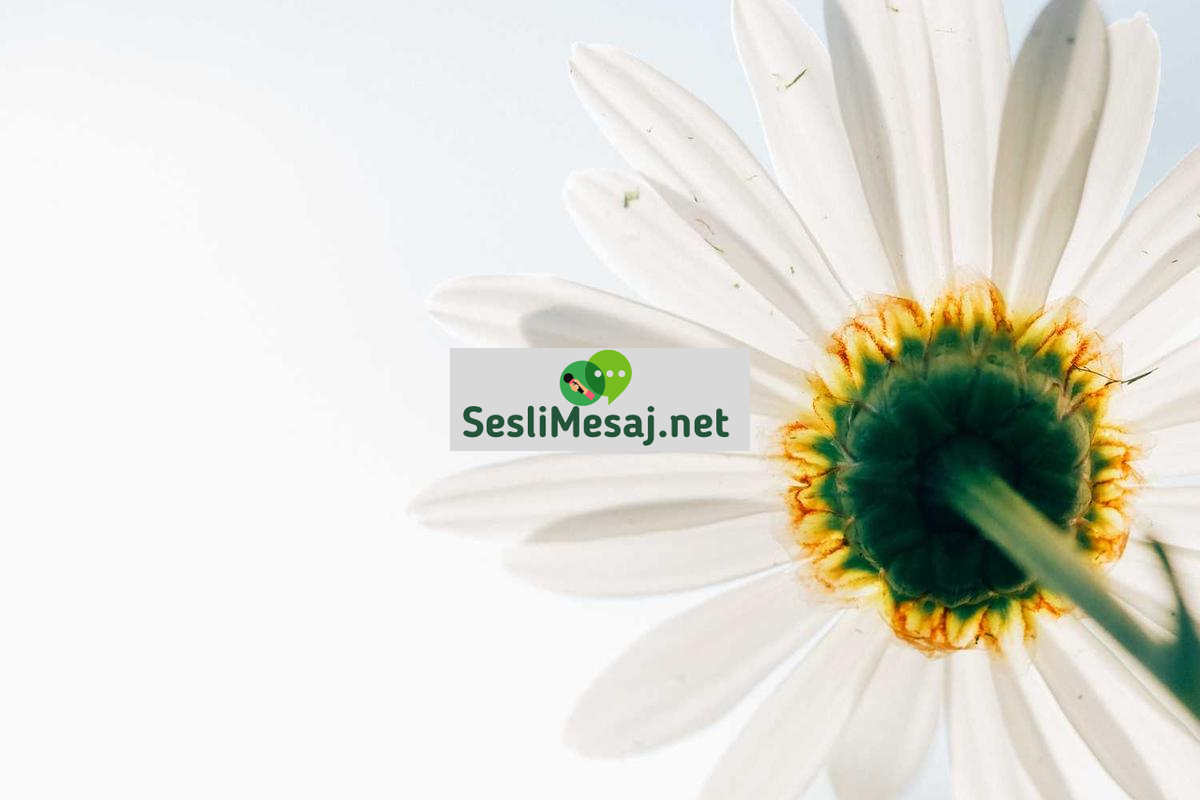 Kripto Para ve Vergi Danışmanlığı Sohbeti: Yasal Bilgiler