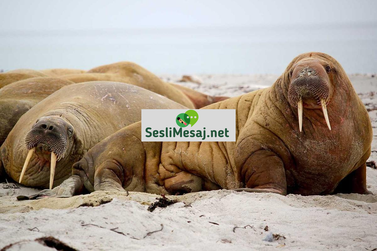 Kripto Para Yatırımında Psikolojik Hatalar Sohbeti: Kontrol