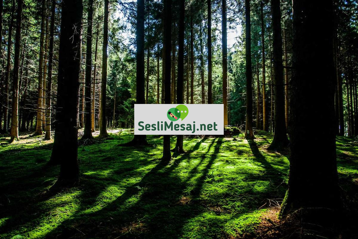 Kütüphane Kültürü Sohbeti: Okuma Alışkanlıkları