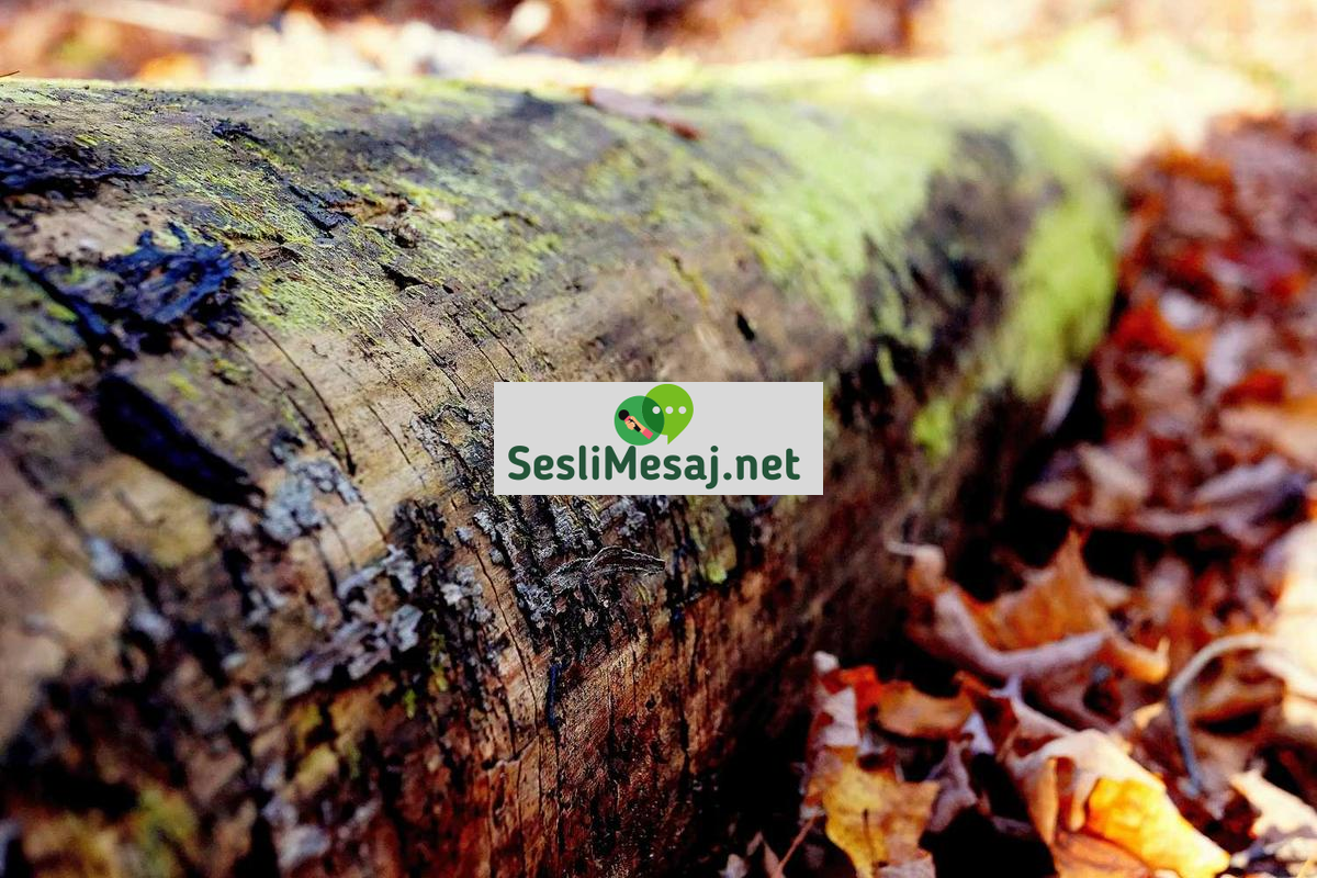 LinkedIn Kullanımı Sohbeti: Kariyer Gelişim Platformu