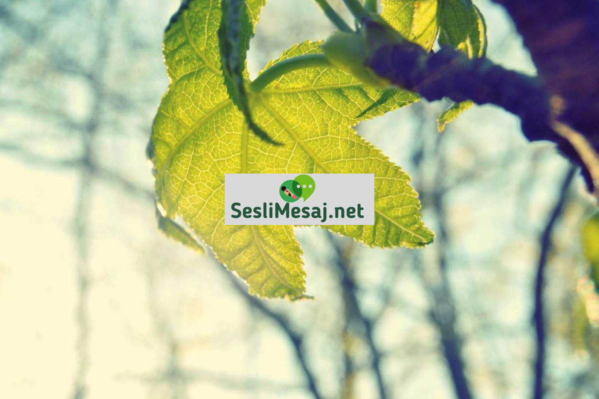 Lise Sohbeti: Gençlerin Okul ve Sosyal Yaşamı