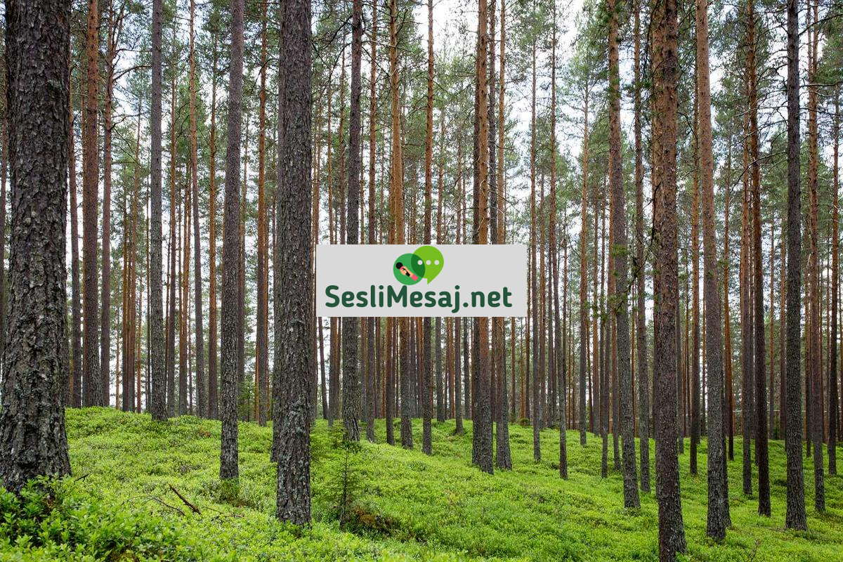 Masaüstü Sohbet: Geleneksel Platformlarda Verimli İletişim Rehberi