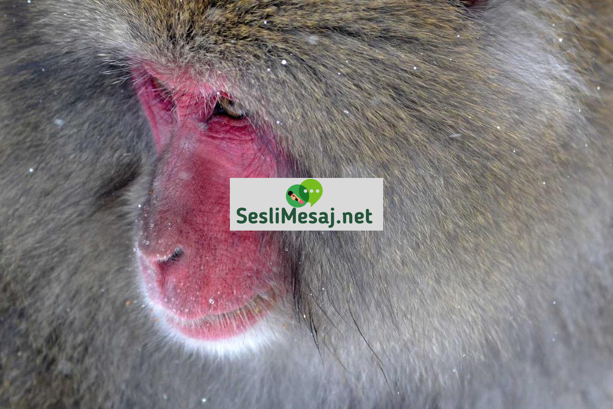 Masaüstü Sohbet: Geleneksel Platformlarda Verimli İletişim Rehberi