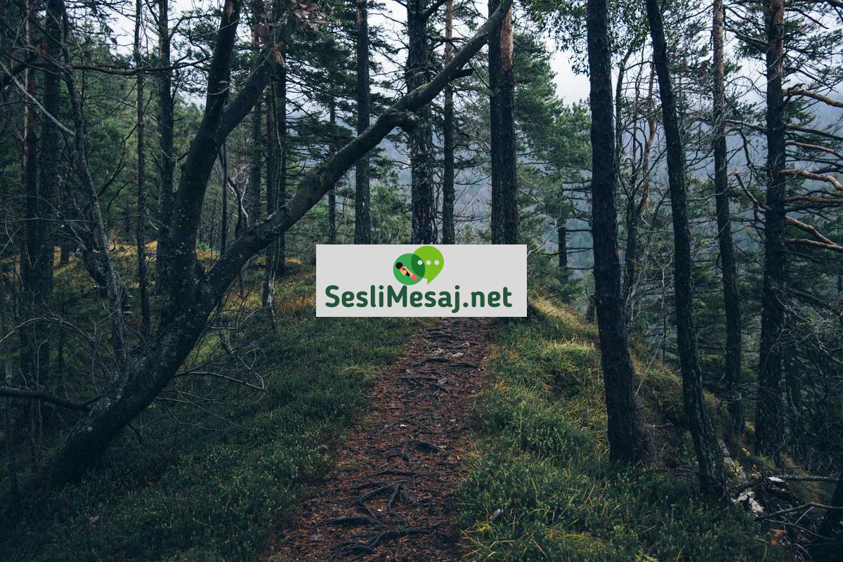 NFT Sanatı ve Dijital Koleksiyonculuk Sohbeti: Trendler