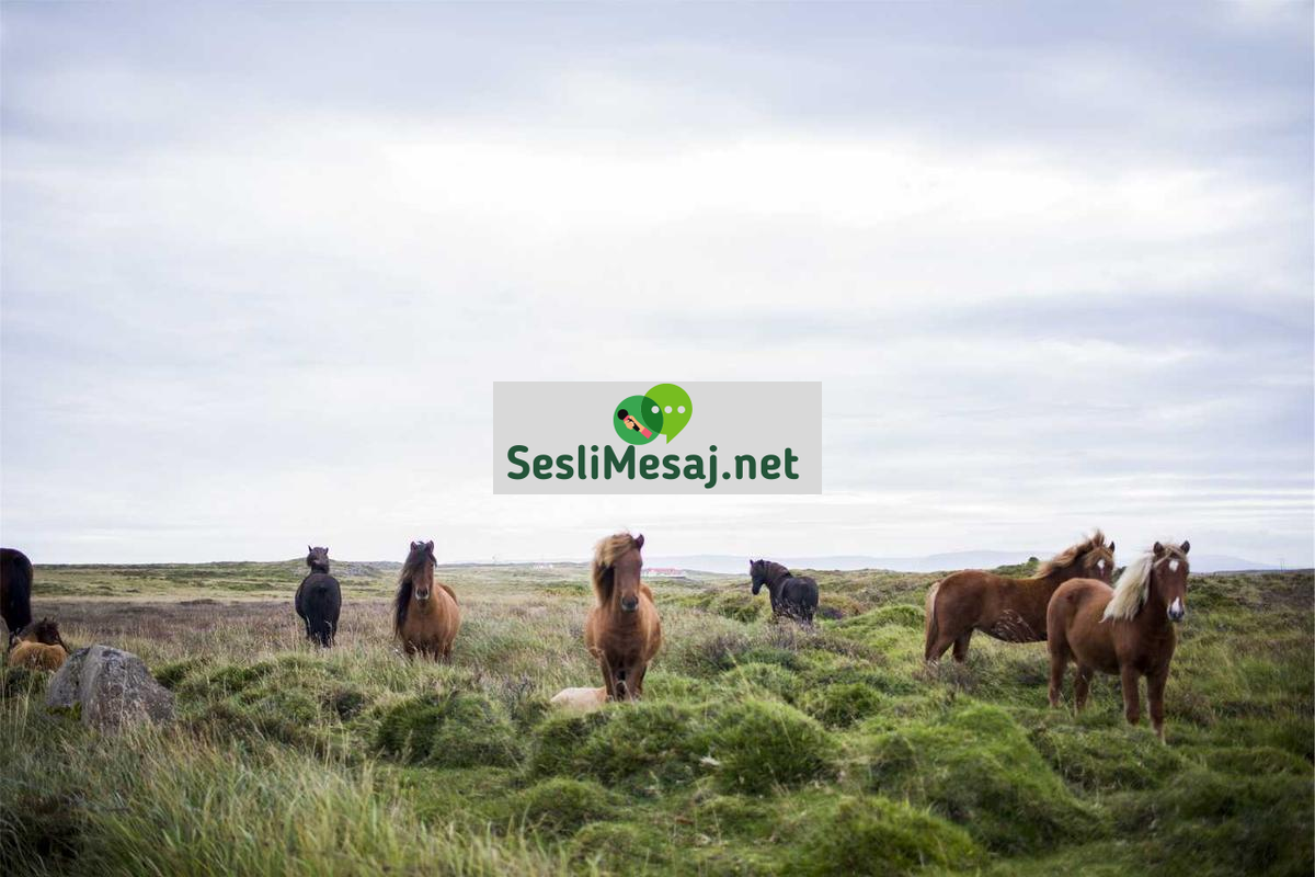 NFT Sanatı ve Dijital Koleksiyonculuk Sohbeti: Trendler