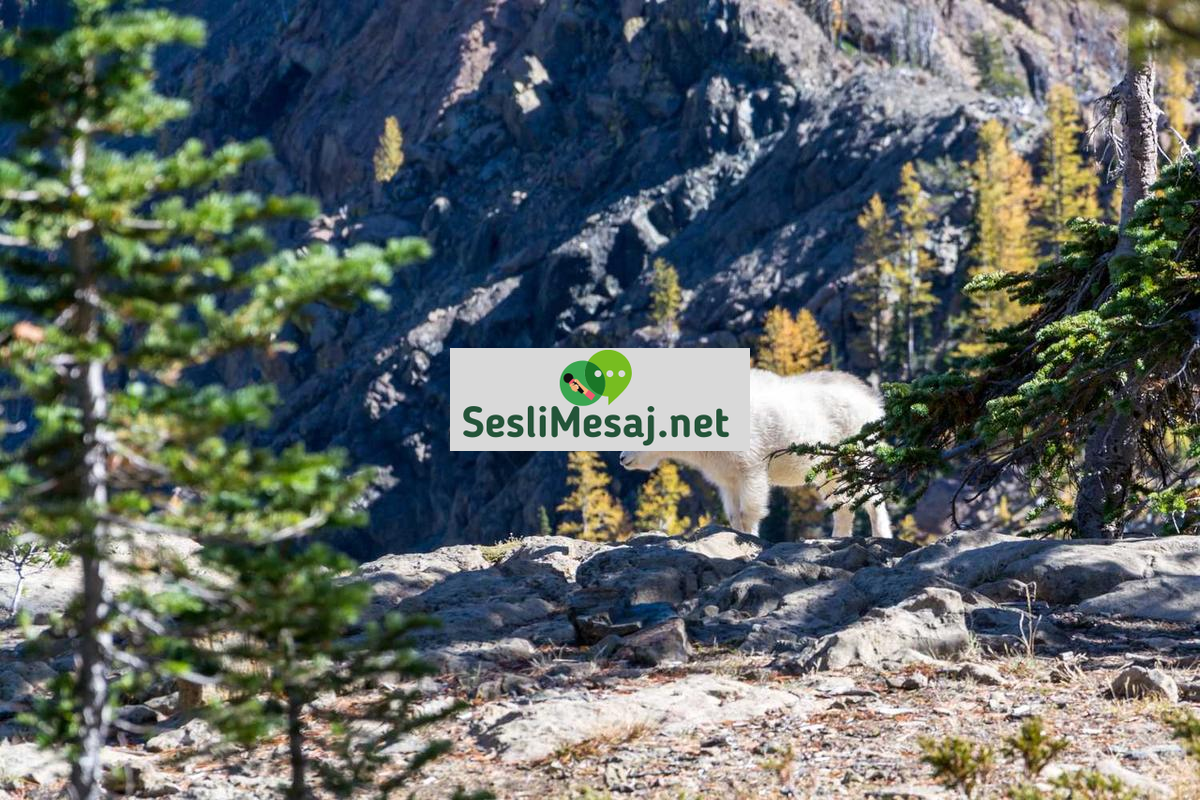 NFT Sanatı ve Dijital Koleksiyonculuk Sohbeti: Trendler