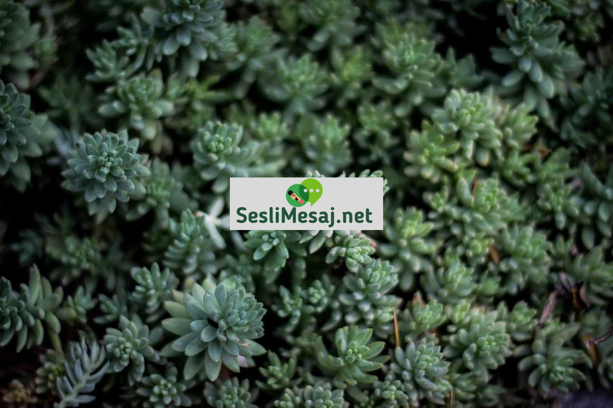 Nişanlılık Dönemi Sohbeti: Evlilik Öncesi Hazırlıklar