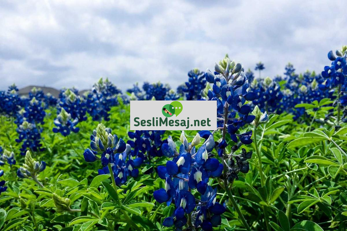 Online Eğitimde Etkili Not Alma Teknikleri Sohbeti: Verimlilik