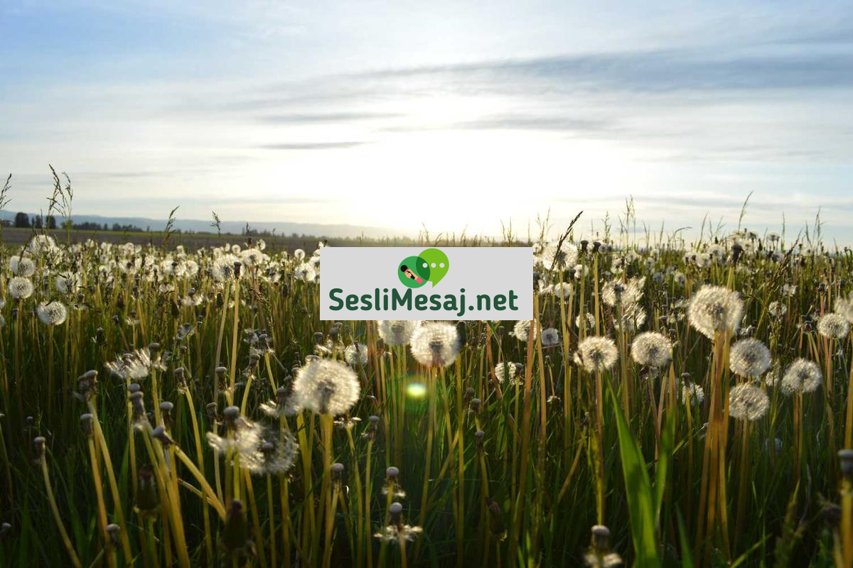 Online Flörtte İlk İletişim İpuçları Sohbeti: Başlangıç