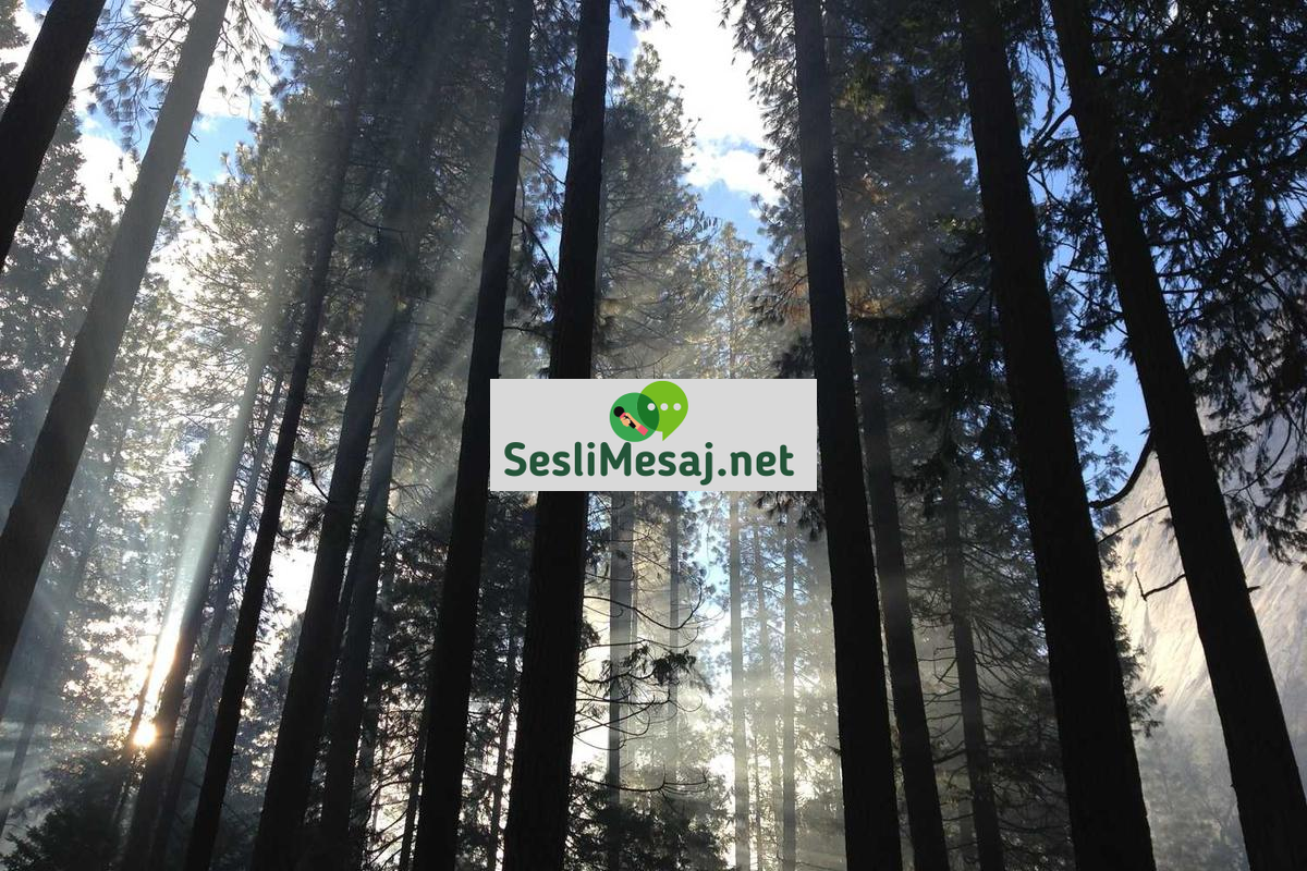 Pasif Gelir Yaratma Fikirleri Sohbeti: Yeni Başlayanlar İçin