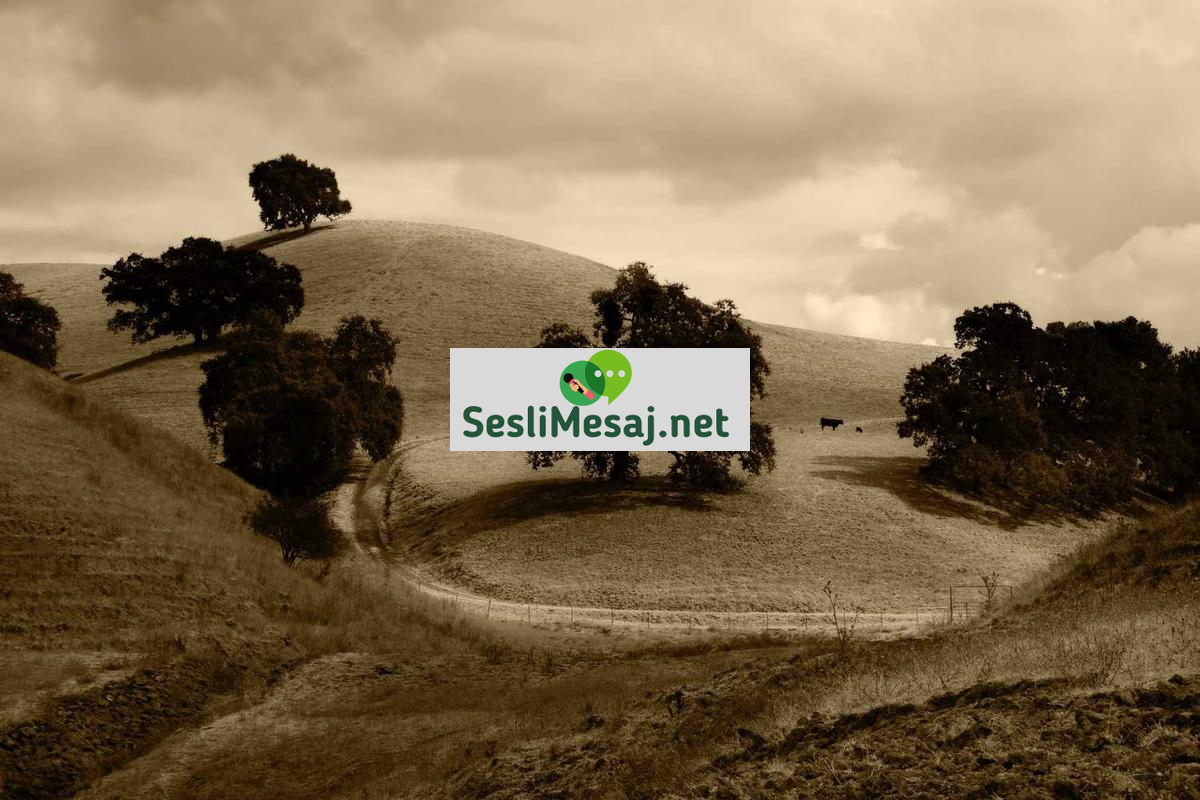 Saç Dökülmesi Sohbeti: Nedenleri ve Çözüm Yolları