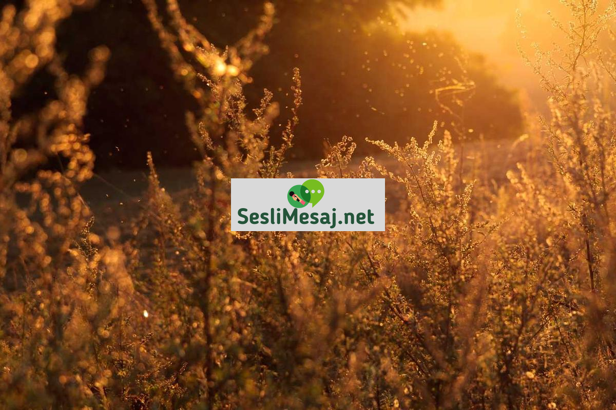 Siber Güvenlik Uzmanlarının Günlük Rutini Sohbeti: Deneyimler