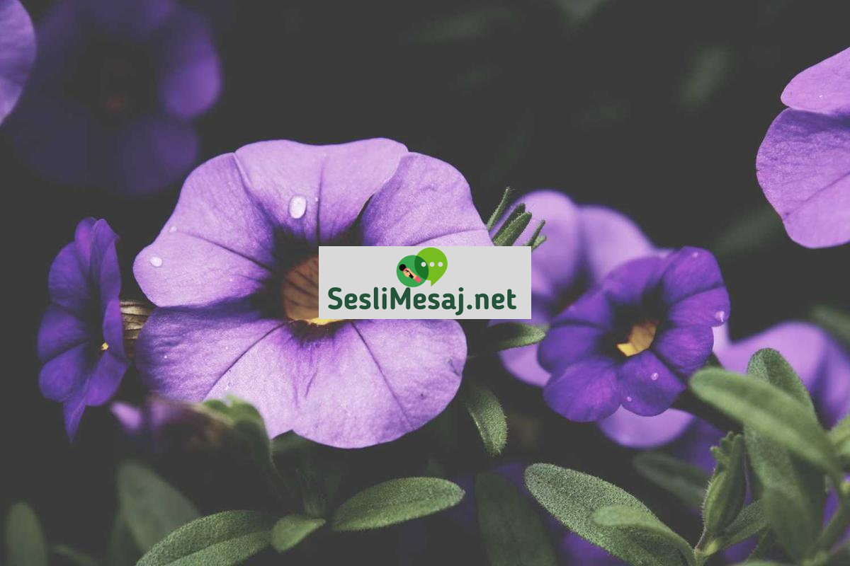 Sosyal Medya Algoritmaları Sohbeti: İçerik Keşfi