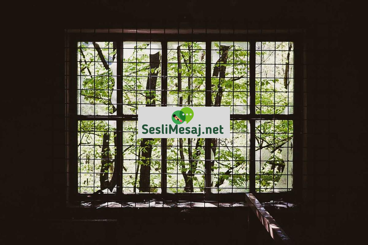 Sosyal Medya Sohbeti: Platform Trendleri ve Kullanım Alışkanlıkları