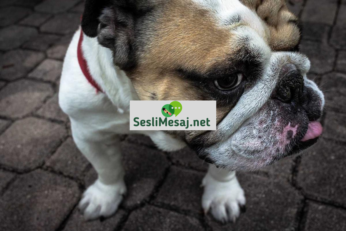 Stem Eğitimi Sohbeti: Bilim, Teknoloji, Mühendislik, Matematik