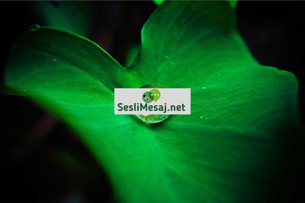 Stres ve Kaygıya Karşı Bilişsel Terapi Sohbeti: Zihin