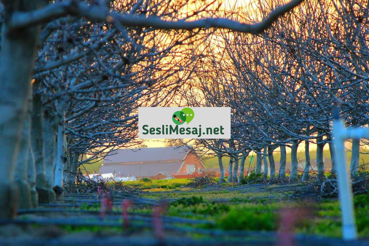 Stres ve Kaygıya Karşı Bilişsel Terapi Sohbeti: Zihin