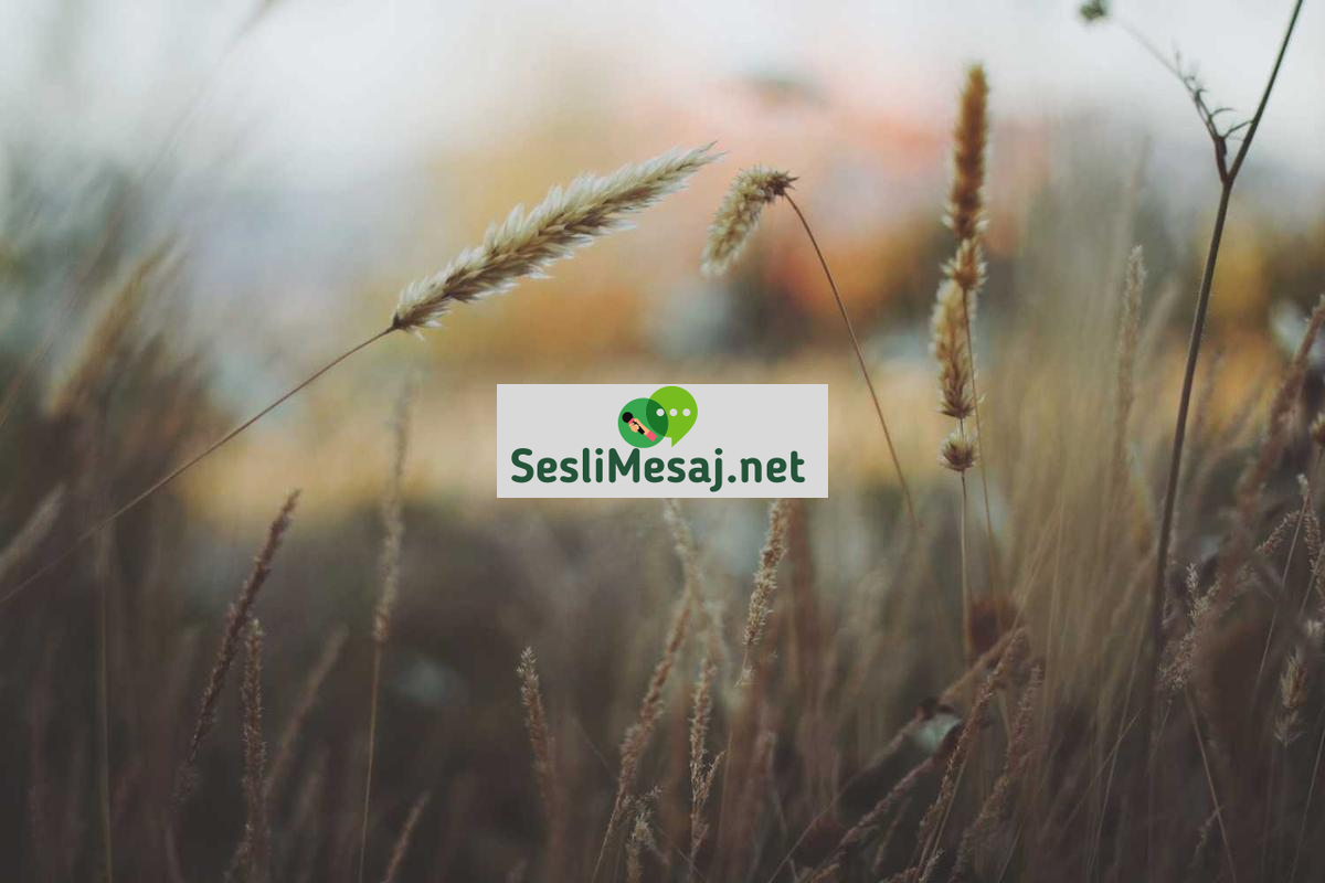 Stres ve Kaygıya Karşı Bilişsel Terapi Sohbeti: Zihin