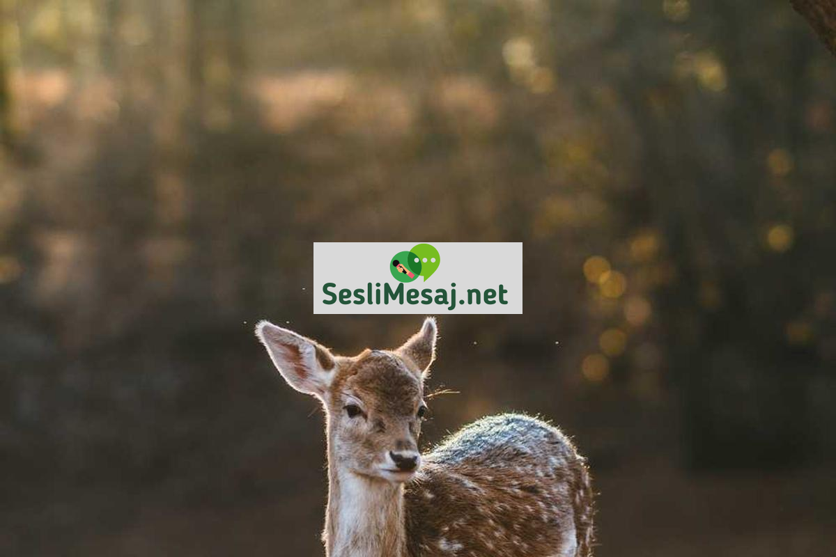 Stres ve Kaygıya Karşı Bilişsel Terapi Sohbeti: Zihin