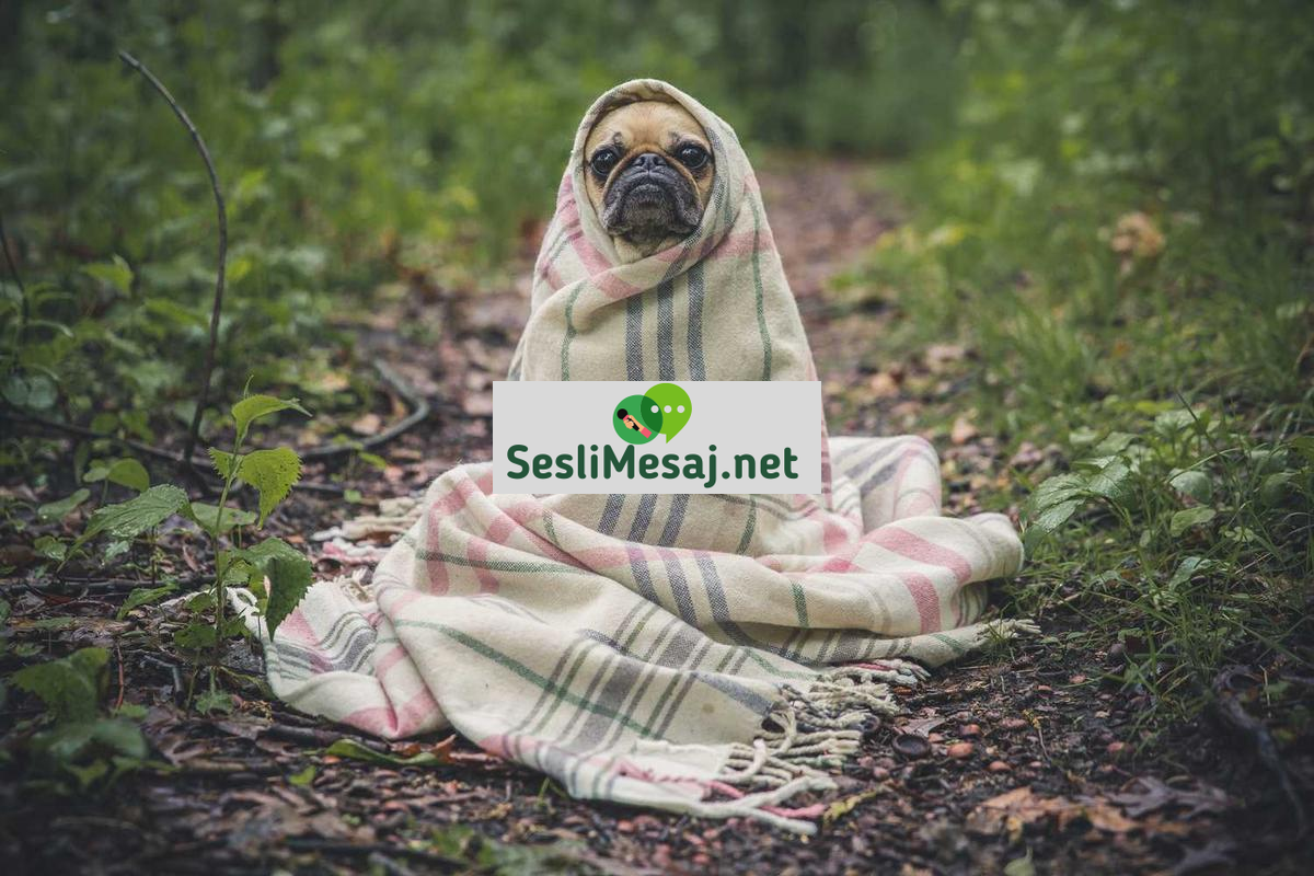 Tekne ve Yat Tatilleri Sohbeti: Denizcilik Deneyimi