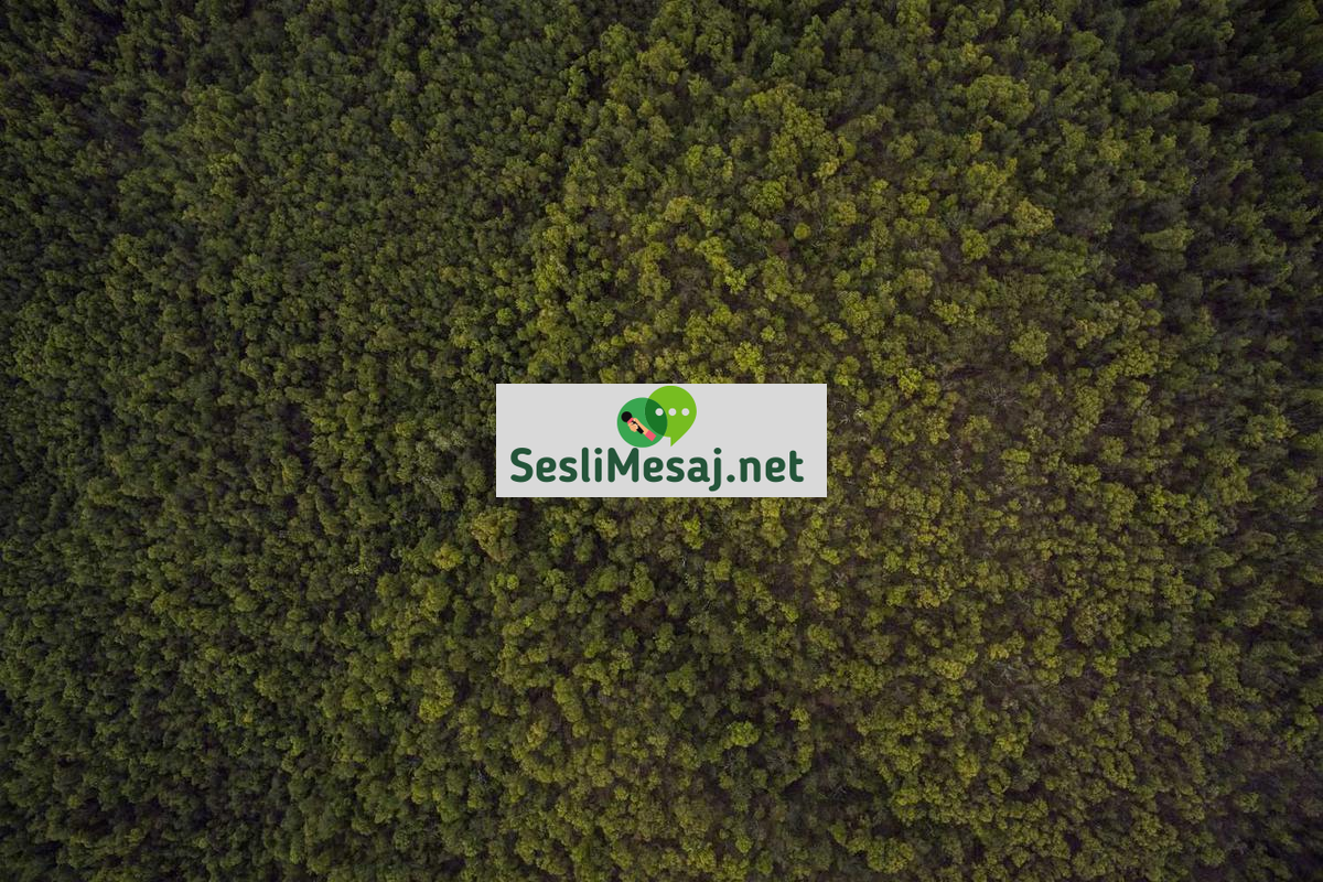 Vegan Restoran Rehberi Sohbeti: En İyi Mekanlar