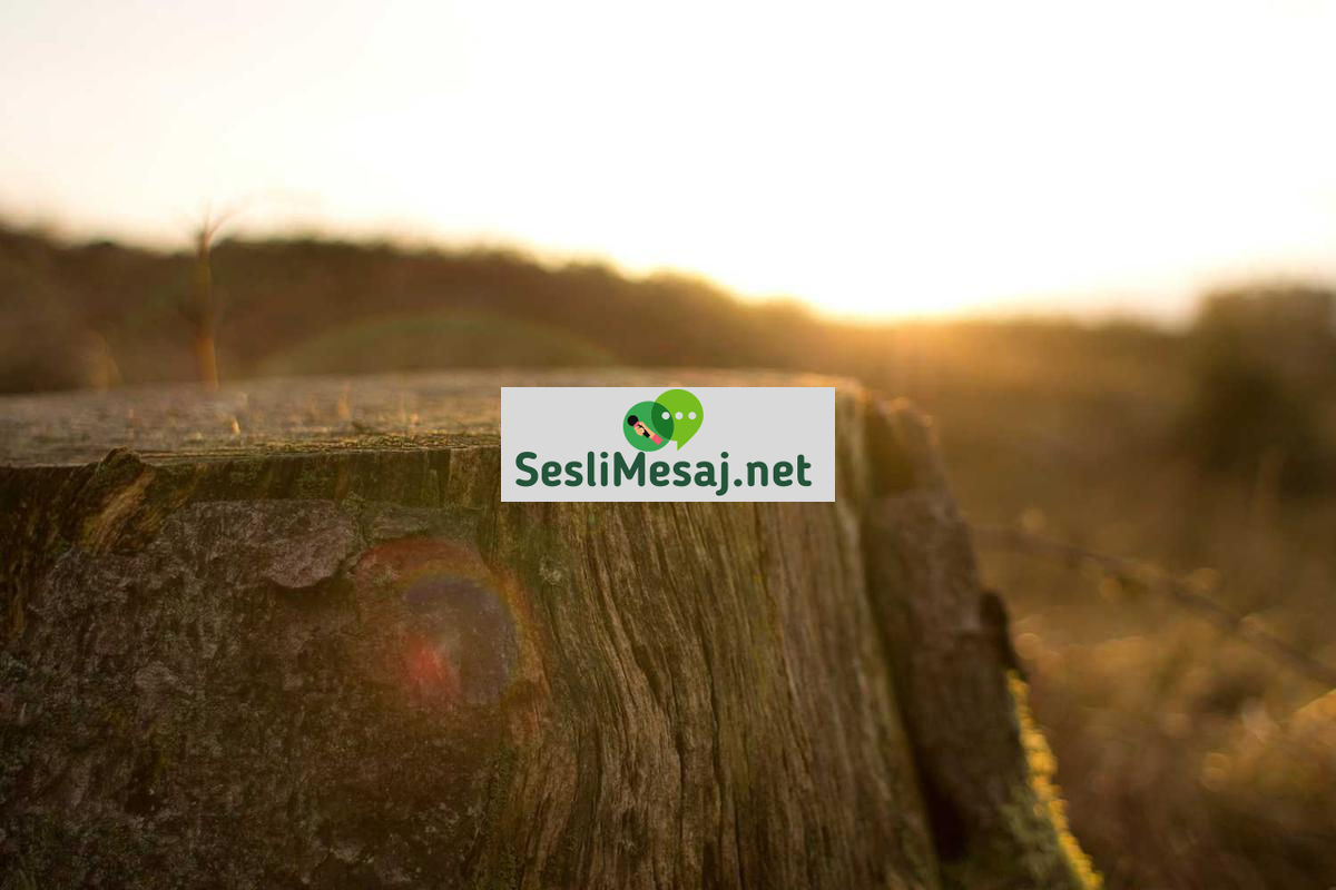 Webmaster Sohbeti: SEO, Hosting ve Web Sitesi Yönetimi