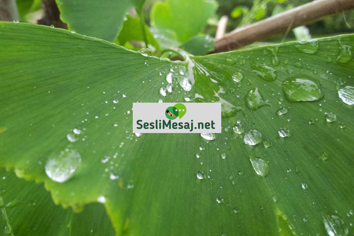 Yakın Çağ Tarihi Sohbeti: Sanayi Devrimi ve Modernleşme