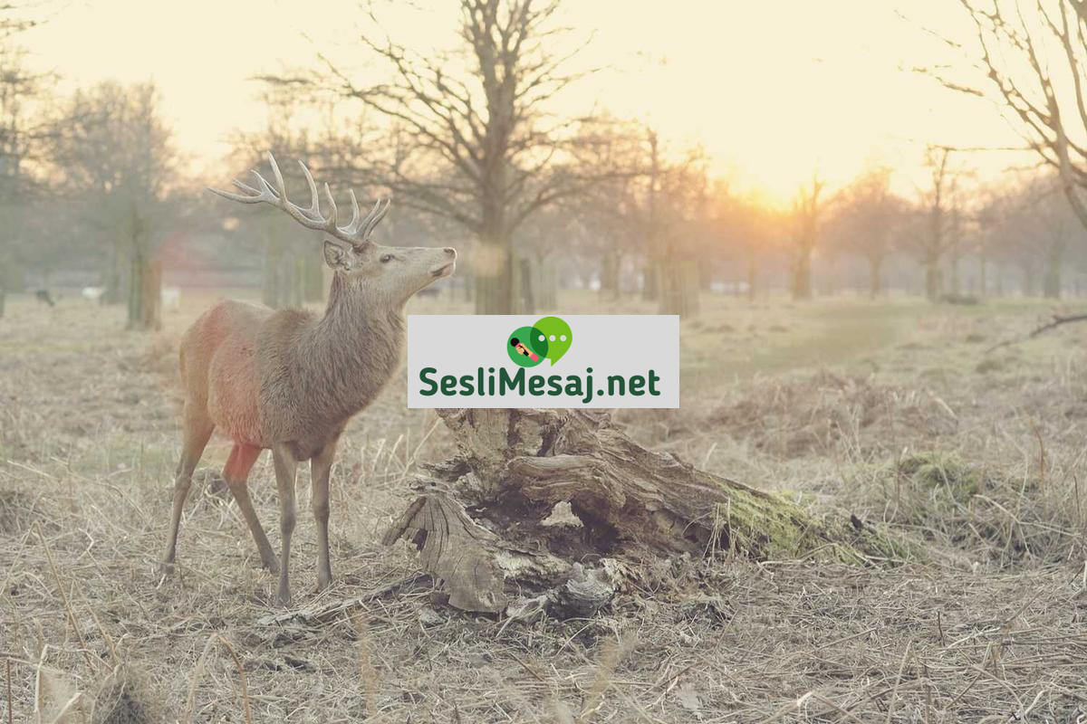 Yalnızlar Sohbet: Yalnızlık Hissini Paylaşma ve Aşma