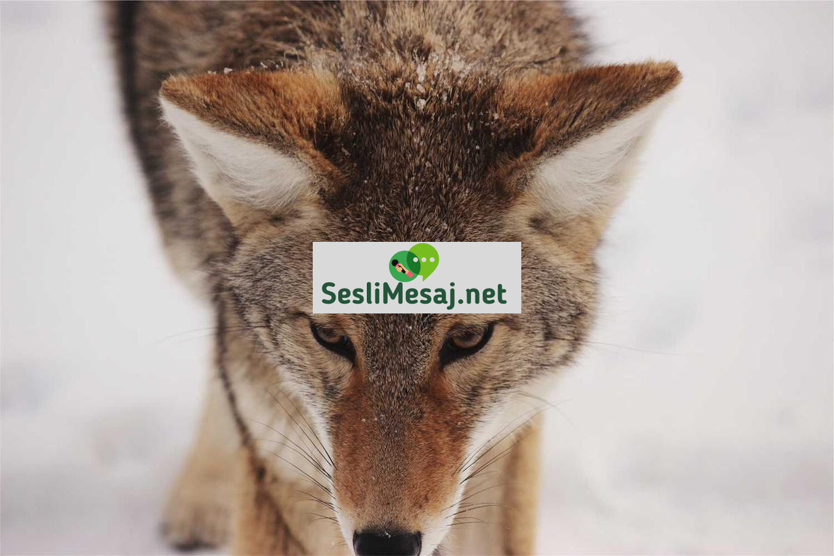 Yapay Zeka ve İnsan Zekası Karşılaştırması Sohbeti: Felsefe