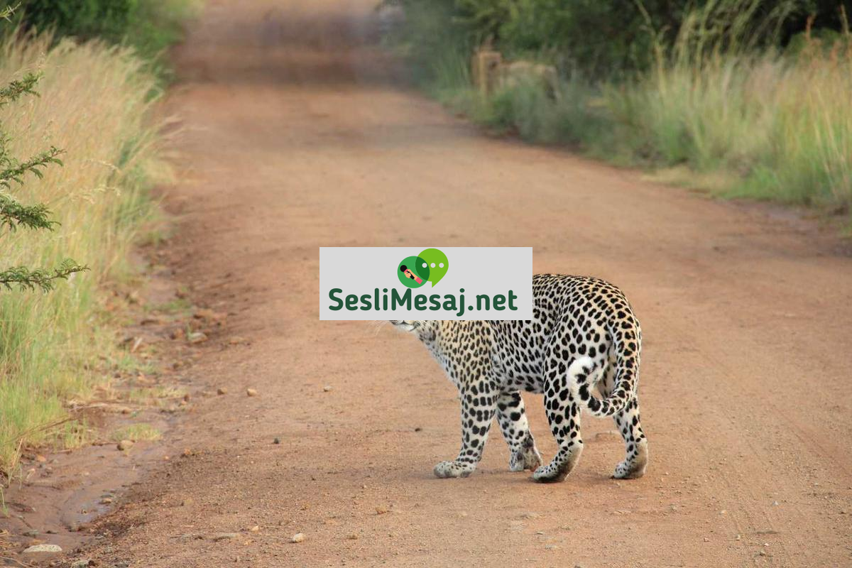 Yeni Nesil Chat: Z Kuşağına Özel İletişim Araçları