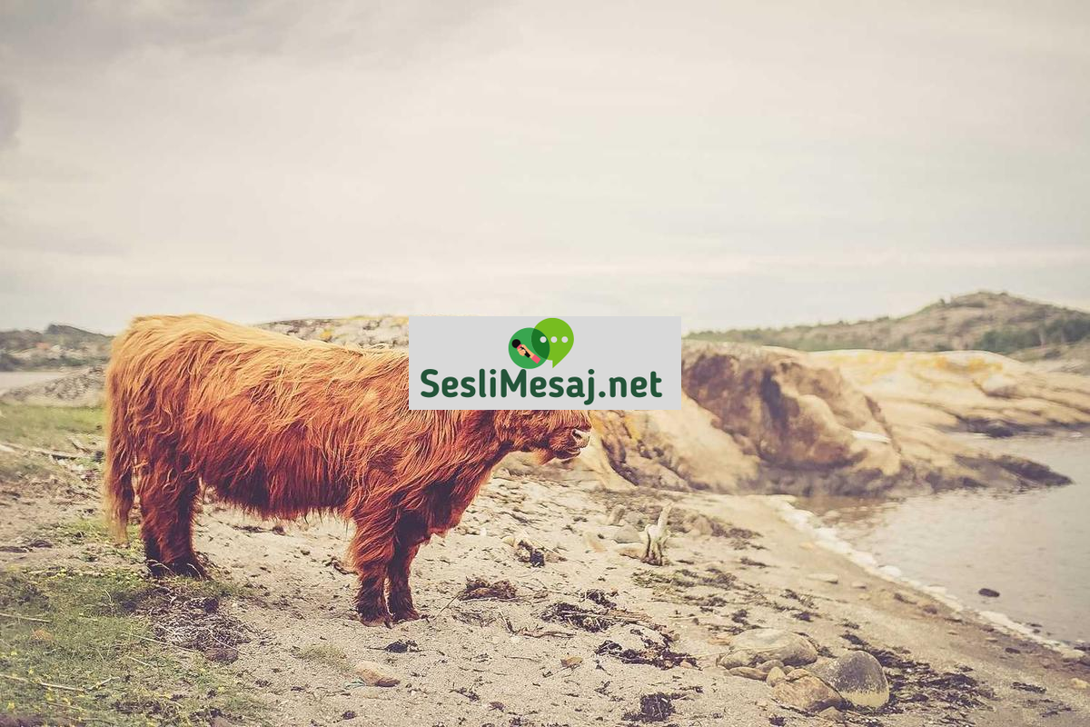 Yeni Yıl Sohbeti: Yılbaşı Planları ve Kararlar