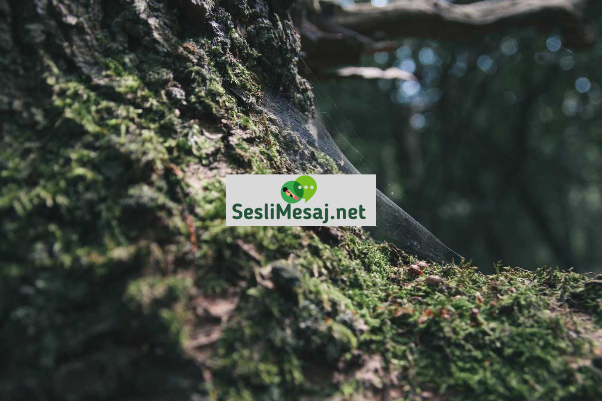 Yetenek Sohbet: Yetenek Geliştirme ve Paylaşım