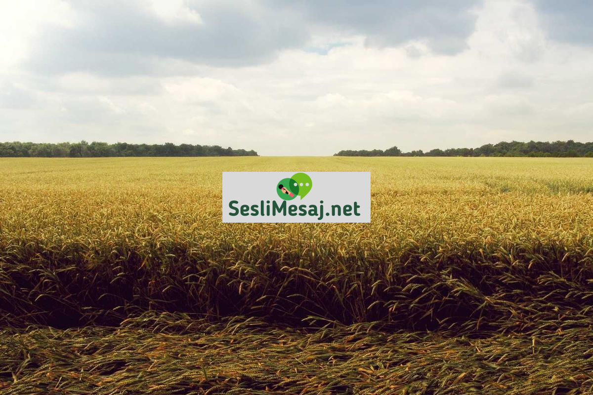 Yetişkin Sohbet: Olgun İlişkiler İçin Doğru Platform Seçimi